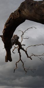 Plantes,Arbres,Sky