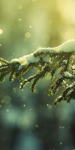 Plantes,Sapins,Arbres,Neige