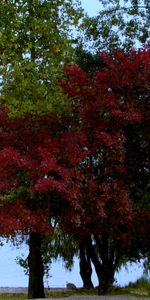 Plants,Trees,Water