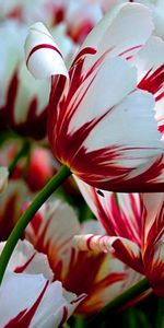 Plantas,Tulipanes