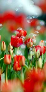 Tulipes,Plantes