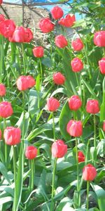 Plantes,Tulipes