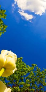 Plants,Tulips,Flowers