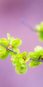 Plants,Violet