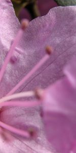 Plants,Violet,Flowers