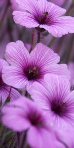 Plants,Violet,Flowers