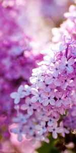 Plants,Violet,Flowers