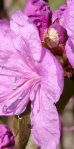 Plants,Violet,Flowers