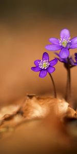 Plants,Violet,Flowers