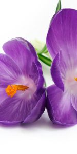 Plants,Violet,Flowers