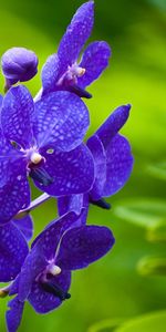 Plants,Violet,Flowers