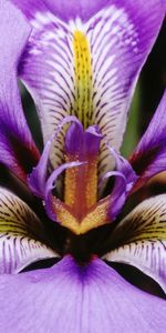 Plants,Violet,Flowers