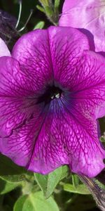 Plants,Violet,Flowers