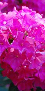 Plants,Violet,Flowers