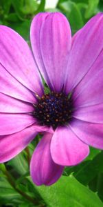 Plants,Violet,Flowers