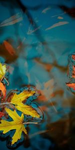 Eau,Feuilles,Plantes,Automne