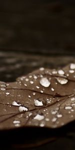 Plants,Water,Autumn,Leaves,Drops