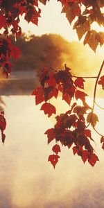 Plants,Water,Autumn,Leaves,Sun,Sunset