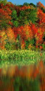 Plantas,Agua,Árboles,Otoño