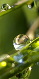 Plants,Water,Drops