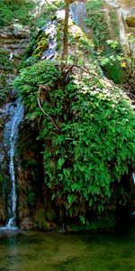 Plants,Water,Landscape