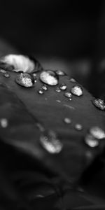 Plantes,Eau,Feuilles,Photo Artistique