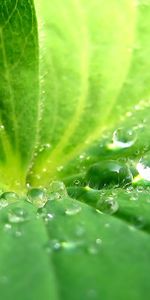 Plants,Water,Leaves,Drops