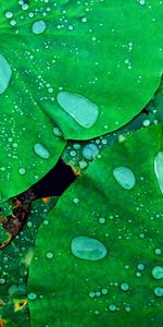 Plants,Water,Leaves,Drops