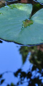 Plants,Water Lilies