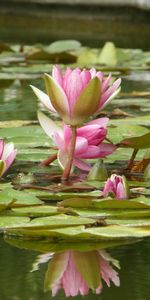 Plants,Water Lilies