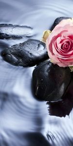 Plants,Water,Stones,Roses