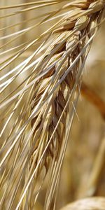 Plants,Wheat