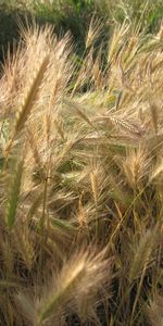 Plants,Wheat