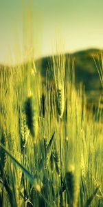 Plants,Wheat