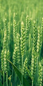 Plants,Wheat