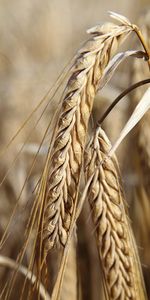 Plants,Wheat