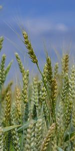 Plants,Wheat