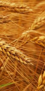 Plants,Wheat