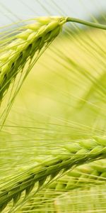 Plants,Wheat