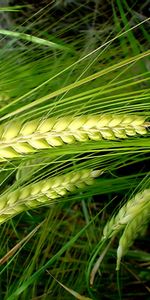 Plants,Wheat