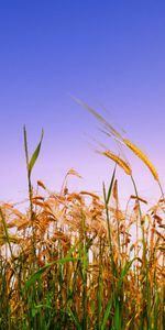 Plants,Wheat