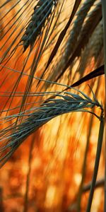 Plants,Wheat