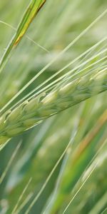 Plants,Wheat