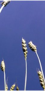 Plants,Wheat