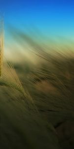 Plants,Wheat