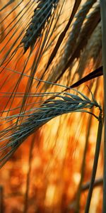 Plants,Wheat