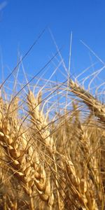 Plants,Wheat