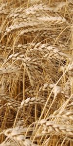 Plants,Wheat