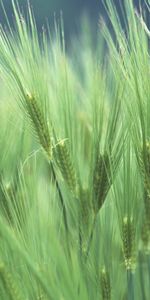 Plants,Wheat