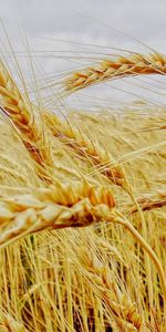 Plants,Wheat